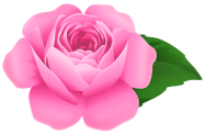 rose image